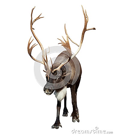 Male reindeer with large horns over white Stock Photo