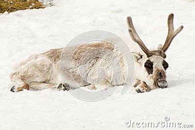 Male reindeer lying down asleep in snow Stock Photo