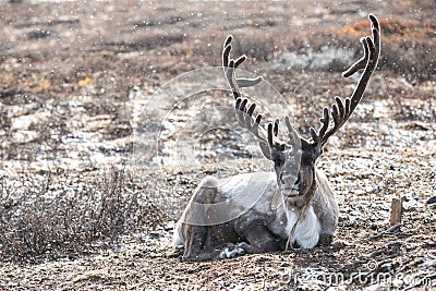 Male reindeer lying on the ground during a snow storm. Stock Photo