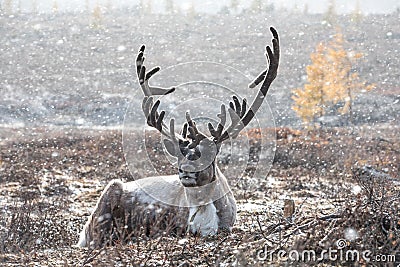 Male reindeer lying on the ground during a snow storm. Stock Photo