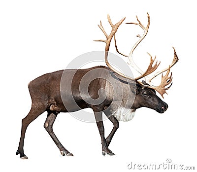 Male reindeer over white Stock Photo