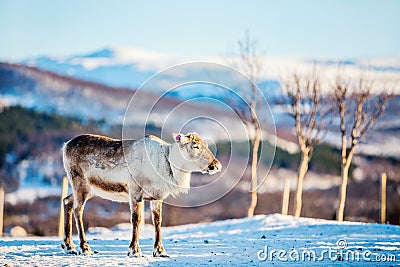 Male reindeer at winter Stock Photo