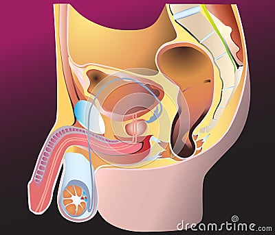 Male Reproduction System Vector Illustration