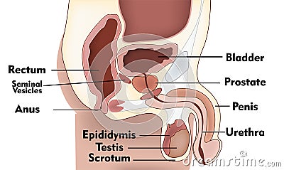 Male Reproduction System Vector Illustration