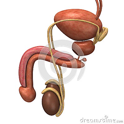 Male reproductive Stock Photo