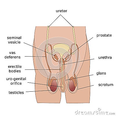 Male reproductive system Cartoon Illustration