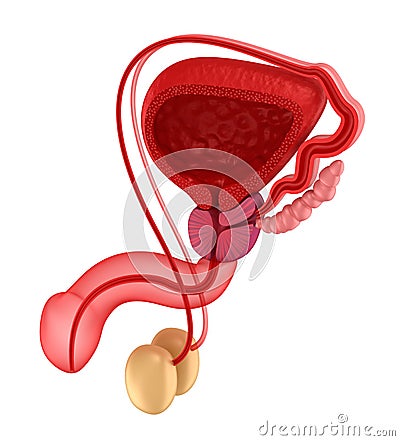 Male reproductive system. Stock Photo