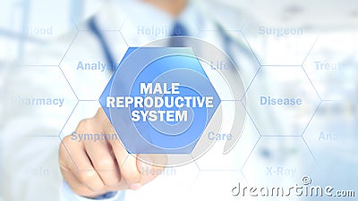 Male Reproductive System, Doctor working on holographic interface, Motion Stock Photo