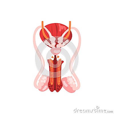 Male reproductive system, human internal organ anatomy vector Illustration on a white background Vector Illustration