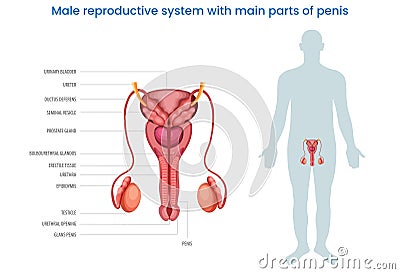 Male reproductive system with main parts of a penis labeled diagram Cartoon Illustration
