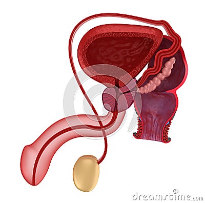 Male reproductive system and rectum Stock Photo