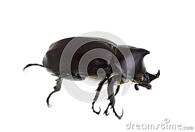 Male Rhinoceros Beetle Stock Photo