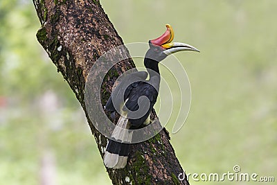 Male Rhinoceros Hornbill perch Stock Photo