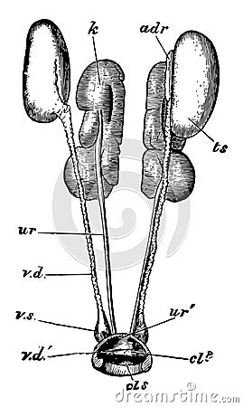 Male Rock Pigeon Genitalia, vintage illustration Vector Illustration