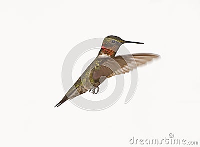 Male Ruby Red Throat Hummingbird in Flight Stock Photo