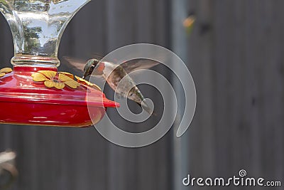 Male Ruby Throat Hummingbird drinking deeply from a feeder Stock Photo