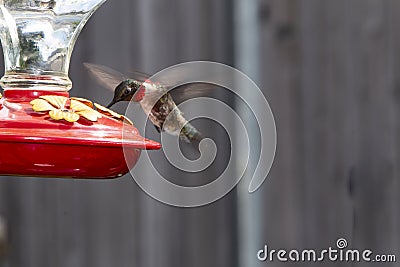 Male Ruby Throat Hummingbird hovering and drinking from a feeder Stock Photo