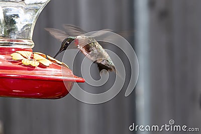 Male Ruby Throat Hummingbird just starting to feed Stock Photo