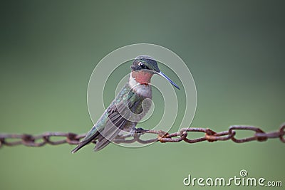 Male Ruby Throated Hummingbird Stock Photo