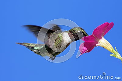 Male Ruby-throated Hummingbird Stock Photo