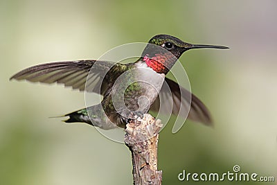 Male Ruby-throated Hummingbird Stock Photo