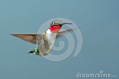 Male Ruby-throated Hummingbird Stock Photo