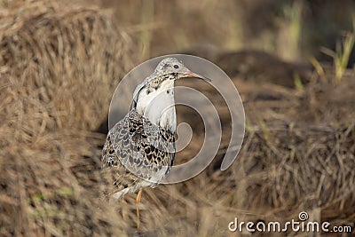 Male Ruff bird in breeding plumage stands on shore of the lake Stock Photo