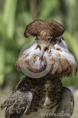 Male ruff. Wading bird in breeding plumage with prominent neck f Stock Photo