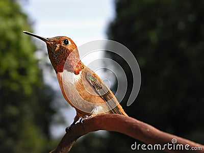 Male Rufous Hummingbird Stock Photo