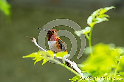 Male Rufous hummingbird perching on the branch. Stock Photo