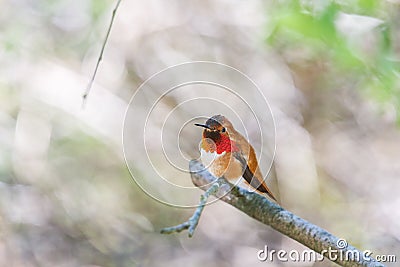 Male rufous hummingbird Stock Photo