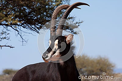 Male sable antelope Stock Photo