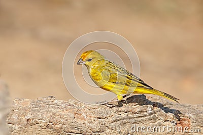 Male Saffron Finch perched Stock Photo