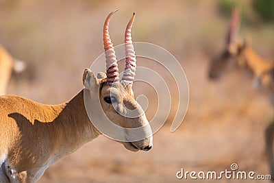 Male Saiga antelope or Saiga tatarica Stock Photo