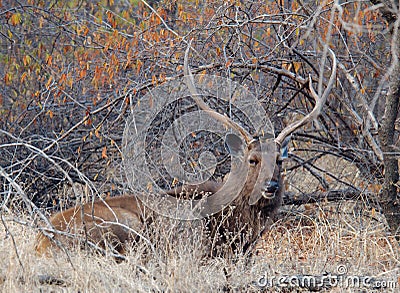 Male Sambar Cervus unicolor Stock Photo