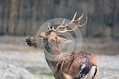 Male Sambar Deer Stock Photo