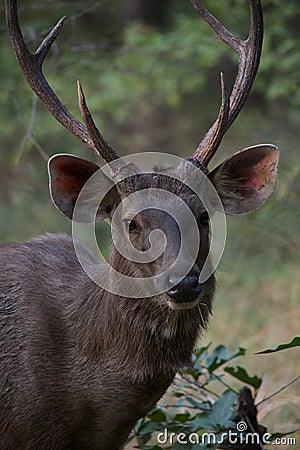 Male sambar deer close-up Stock Photo