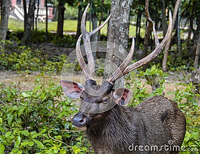Male Sambar deer Stock Photo