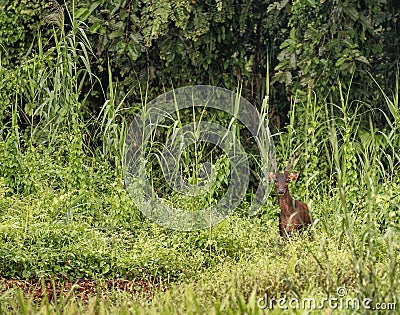 Male Sambar deer in the wild jungle at Kinabatangan river, Malaysia Stock Photo