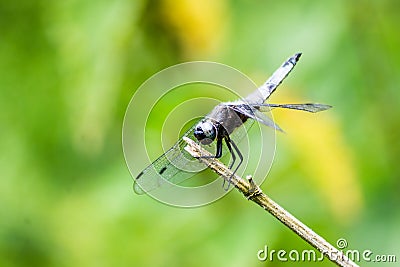 A male scarce chaser dragonfly Libellula fulva perched on a stem Stock Photo