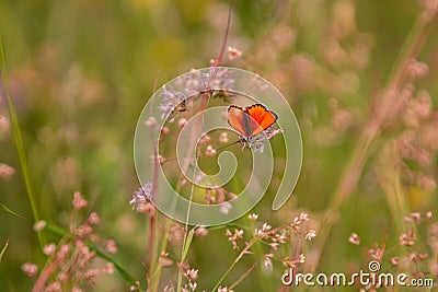 Male scarce copper butterfly Lycaena virgaureae on daisy leucanthemum blossom in mountain meadow of Pfossental Naturpark Texe Stock Photo