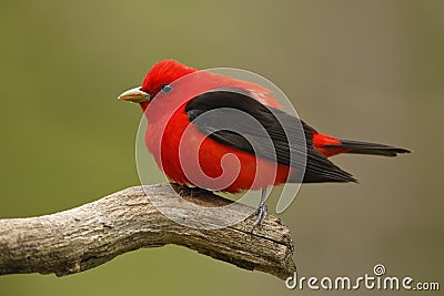 Male Scarlet Tanager on a dead bracnh Stock Photo