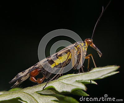 Male scorpion fly Panorpa meridionalis mecoptera posing Stock Photo