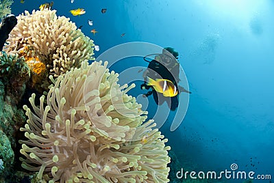 Male scuba diver observing a sea anemone. Stock Photo