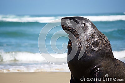Male seal lion Stock Photo