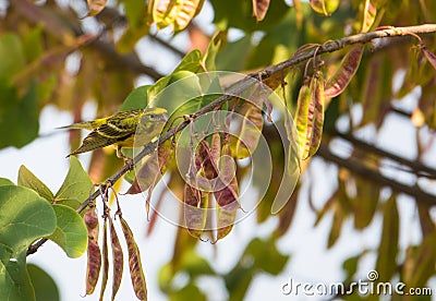 Male Serin on Judas Tree Stock Photo