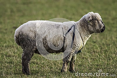 Male Sheep wearing a Breeding Harness Stock Photo