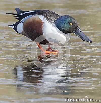 A male shoveler duck walking on the ice on the cemetery lake Southampton Common Stock Photo