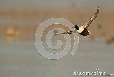 A male Shoveler in flight Stock Photo