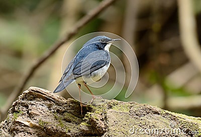 Male Siberian Blue Robin Luscinia cyane Stock Photo